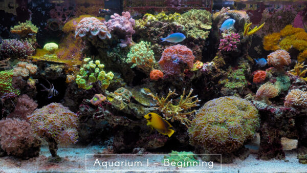Aquarium I - Beginning