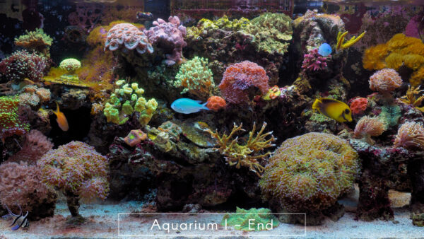 Aquarium I - End