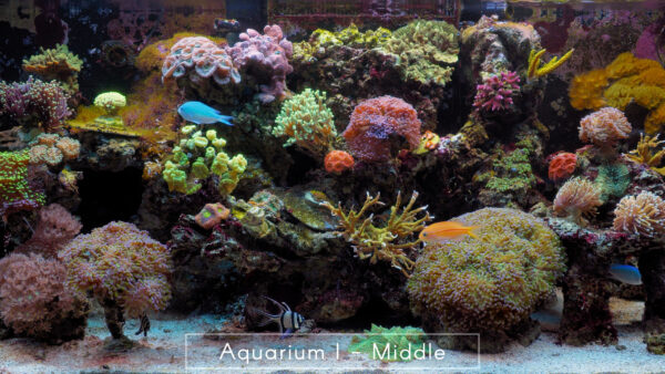 Aquarium I - Middle